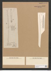 Bacillaria praelongata (Cleve) D.T. (de-Toni-Nr.: Genus 46, Species 1904) Zeichnungen Sammlung Grunow Nr. 3932 (NHMW-BOT-W0371674)